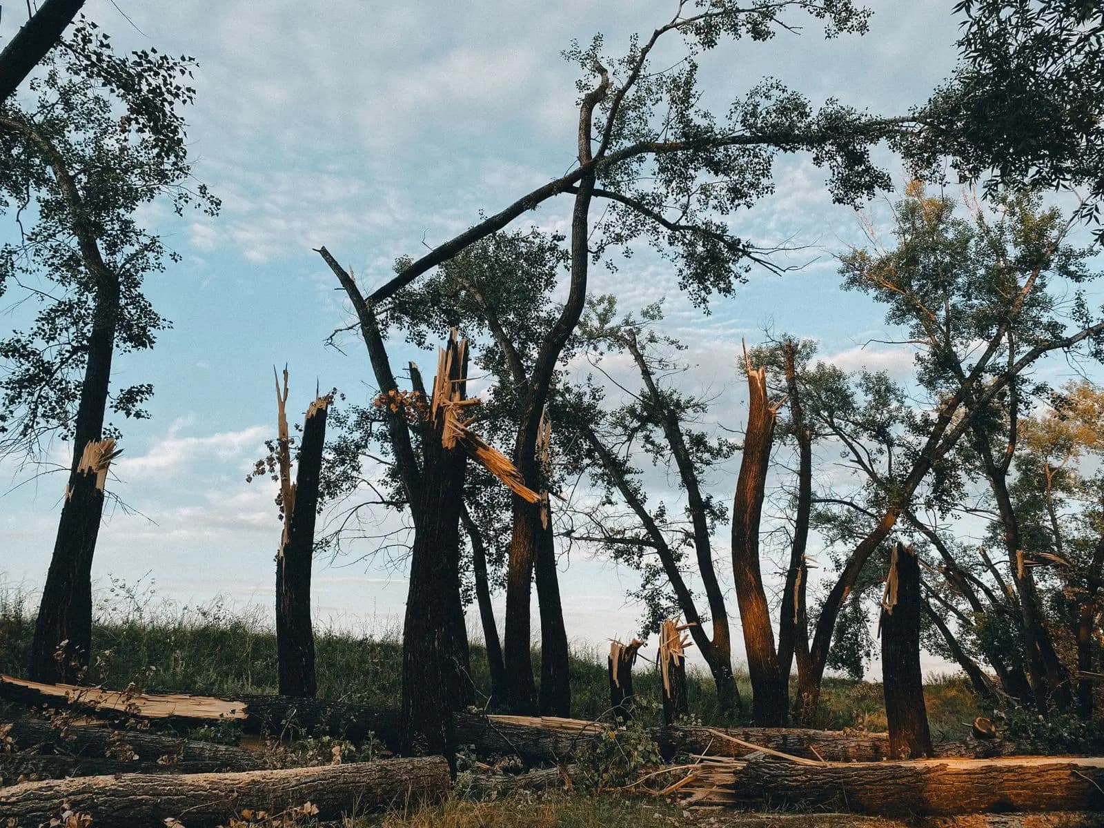 Group of trees with trunks snapped by wind